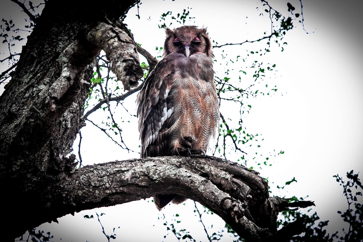 Verreaux's Eagle-Owl - Michael Hooper