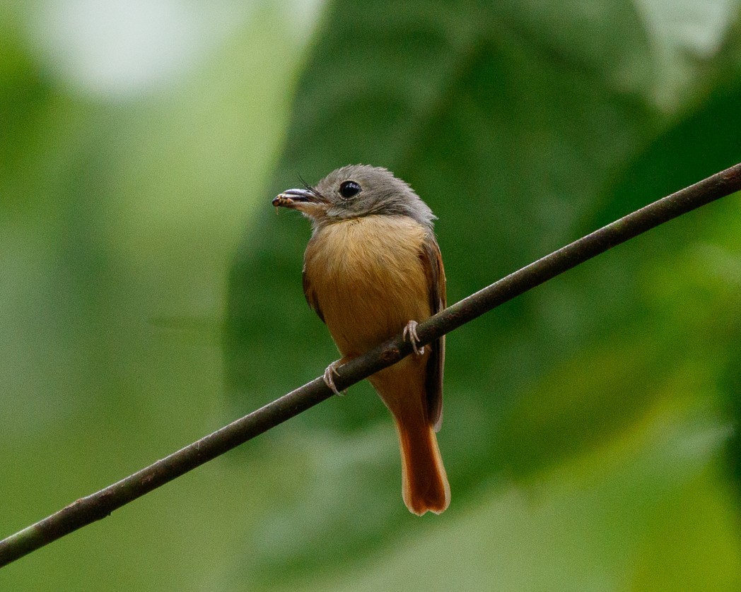 Ruddy-tailed Flycatcher - Silvia Faustino Linhares