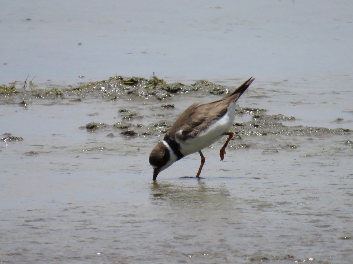 Semipalmated Plover - ML34264621
