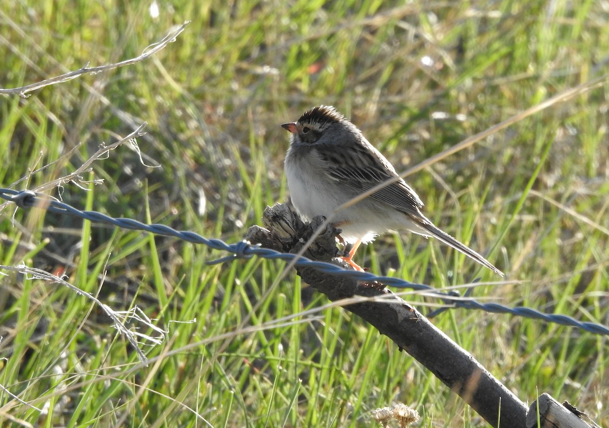 Clay-colored Sparrow - ML342649851