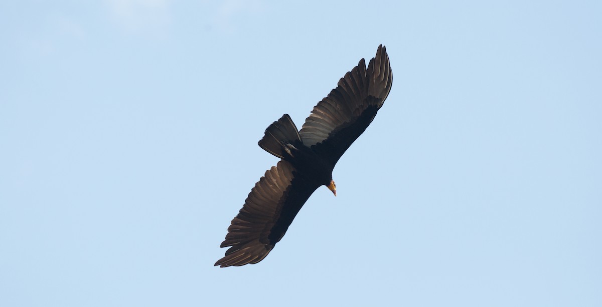 Greater Yellow-headed Vulture - ML34265591
