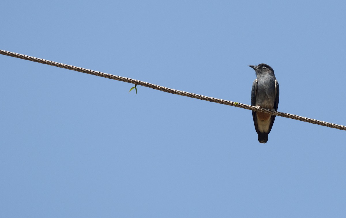 Swallow-winged Puffbird - Giselle Mangini