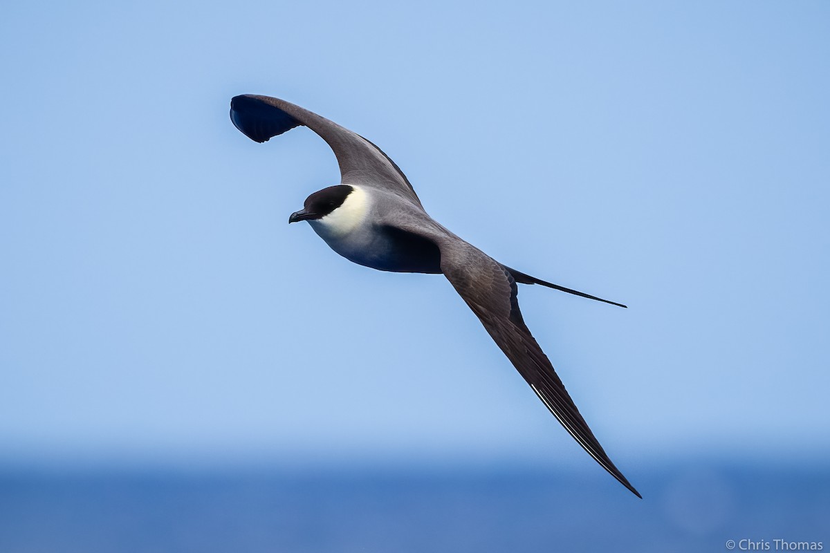 Long-tailed Jaeger - ML342663201
