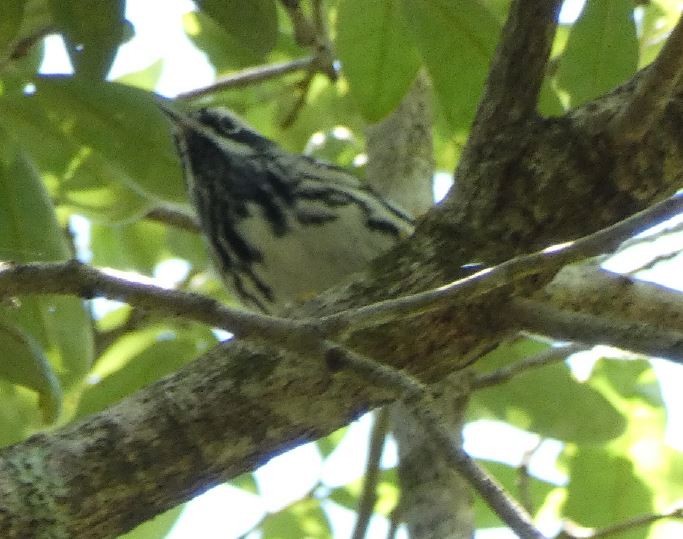 Black-and-white Warbler - ML342668431