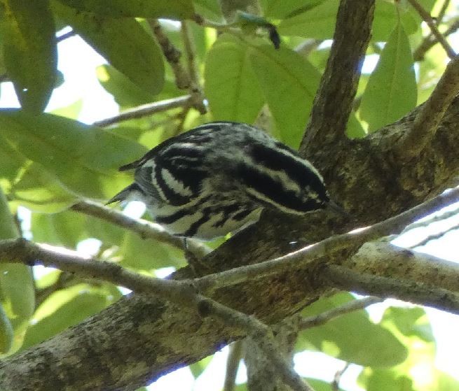 Black-and-white Warbler - ML342668491