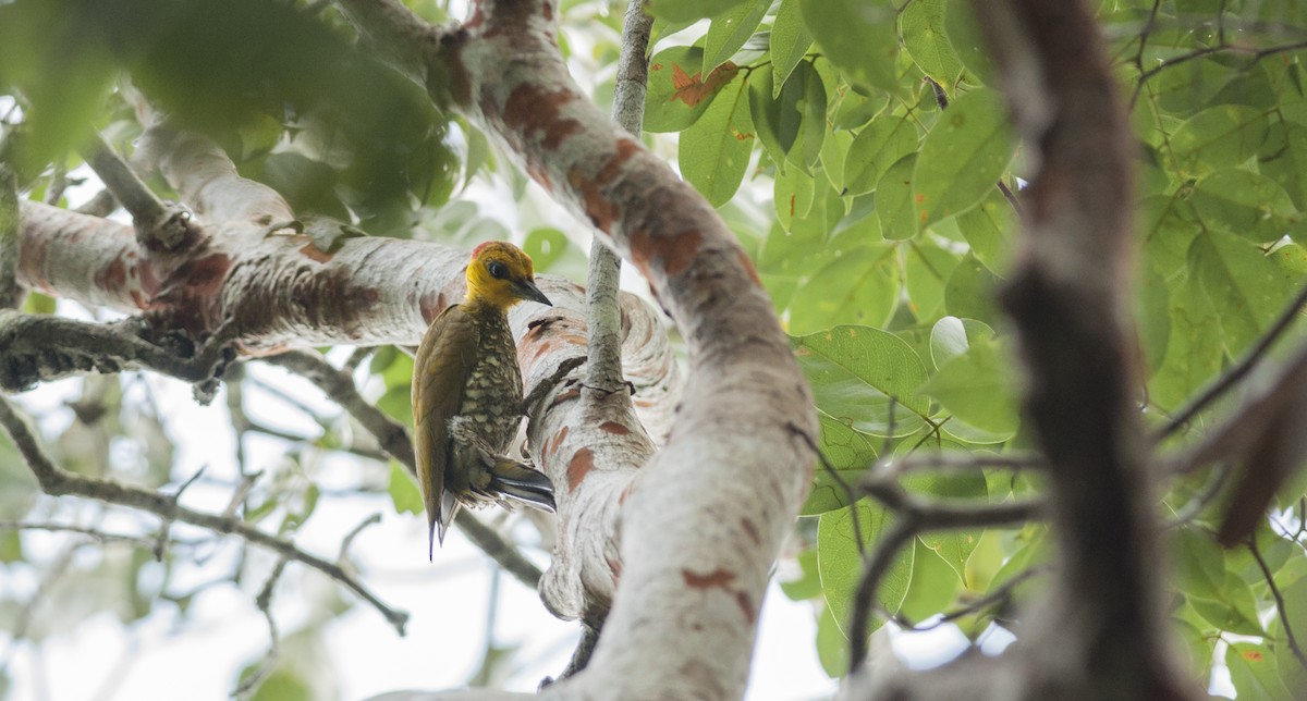 Yellow-throated Woodpecker - ML34266911