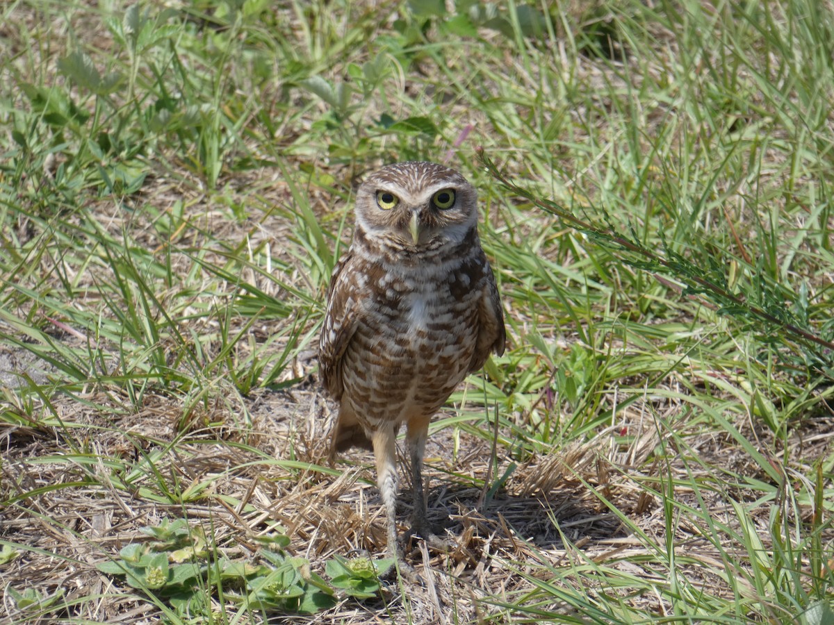 Burrowing Owl - Buddy Sessoms
