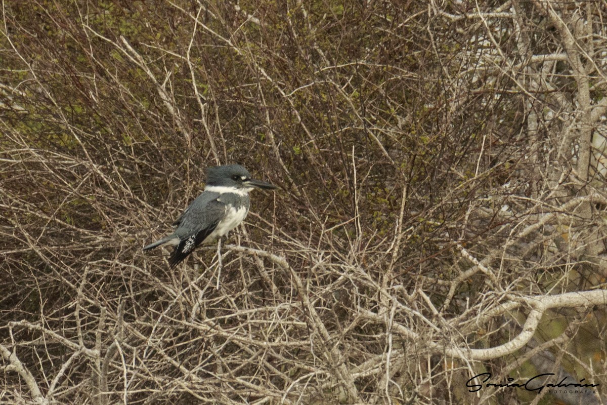 Belted Kingfisher - ML342671361