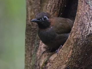  - Mayan Antthrush