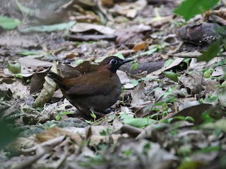  - Mayan Antthrush