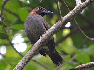  - Mayan Antthrush