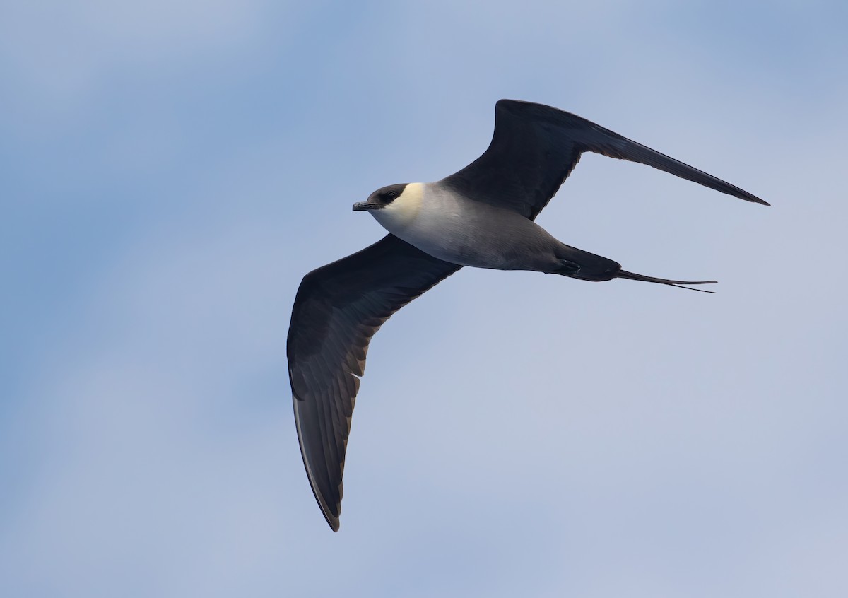 Long-tailed Jaeger - ML342674621