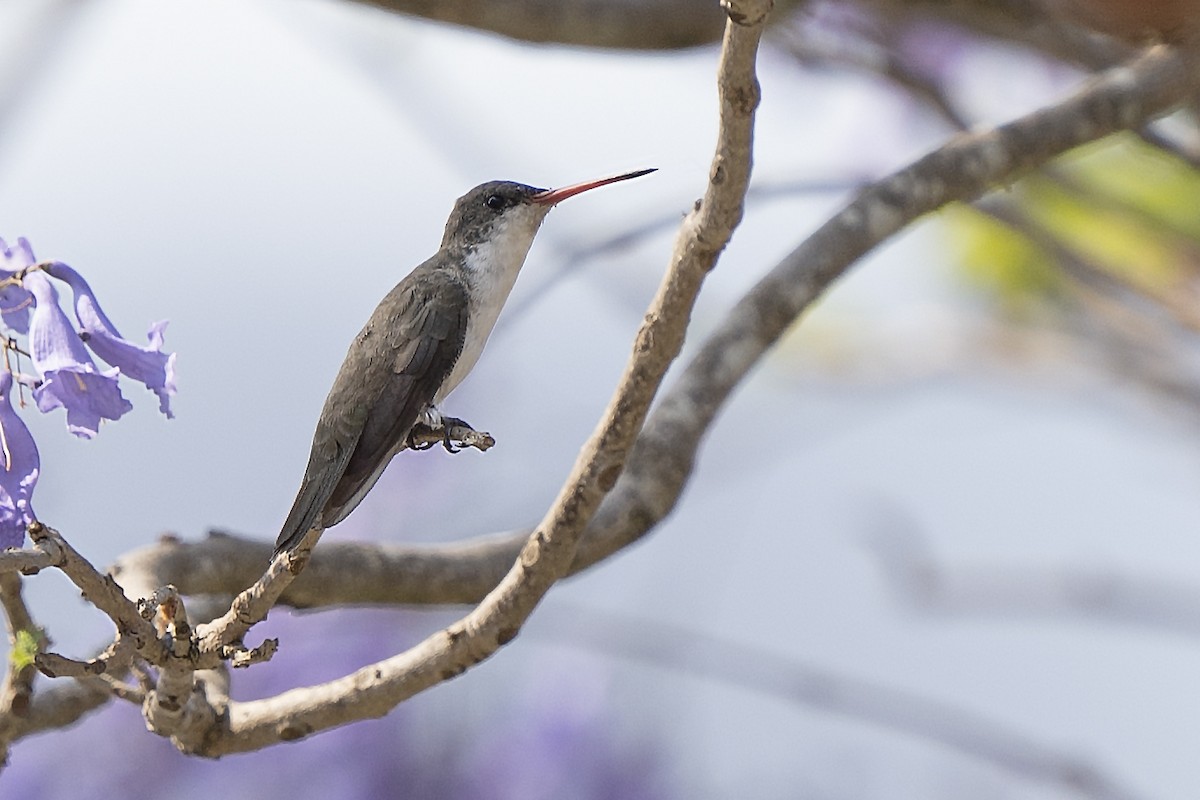 Green-fronted Hummingbird - Guillermo  Saborío Vega