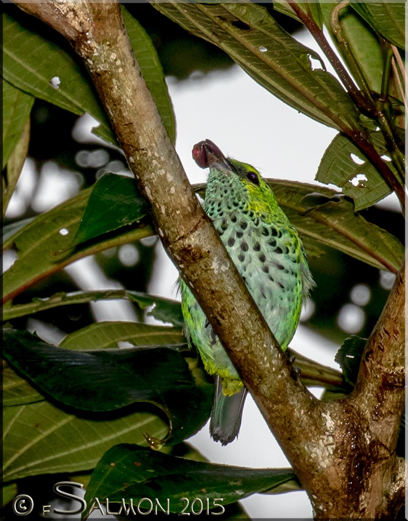 Speckled Tanager - ML34268211