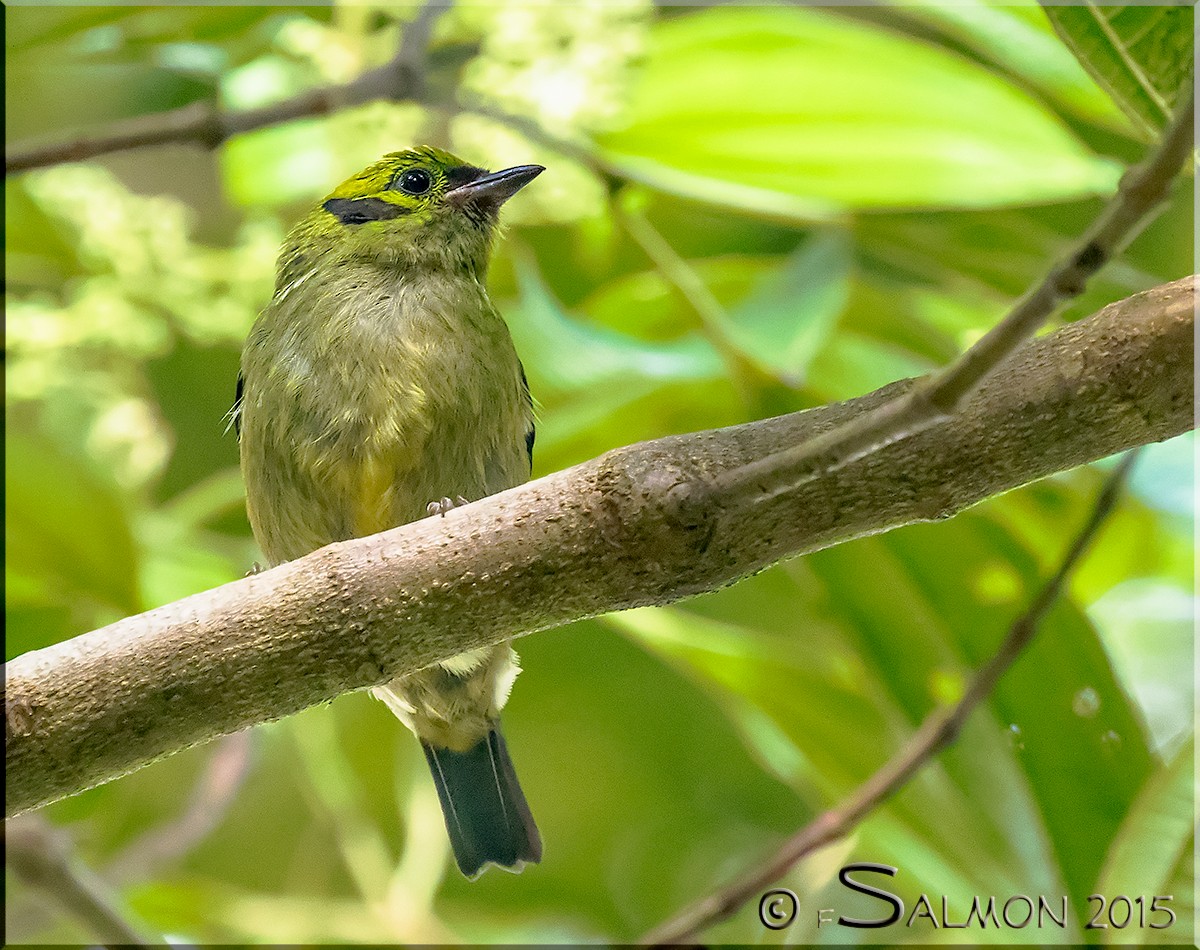 Emerald Tanager - ML34268251
