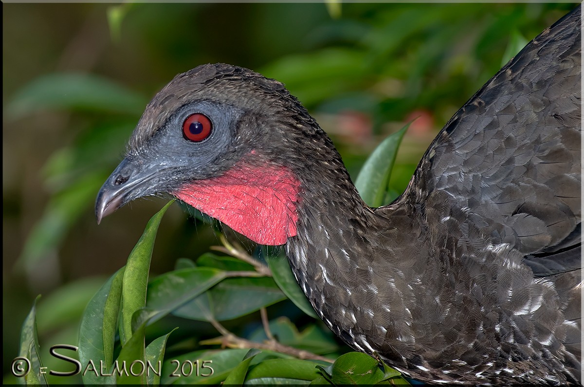 Crested Guan - ML34268451