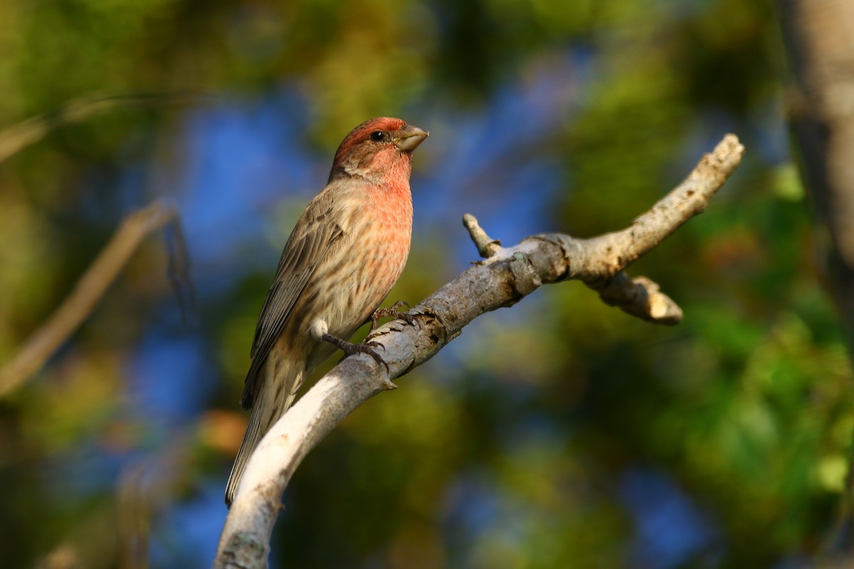 House Finch - Devin Griffiths