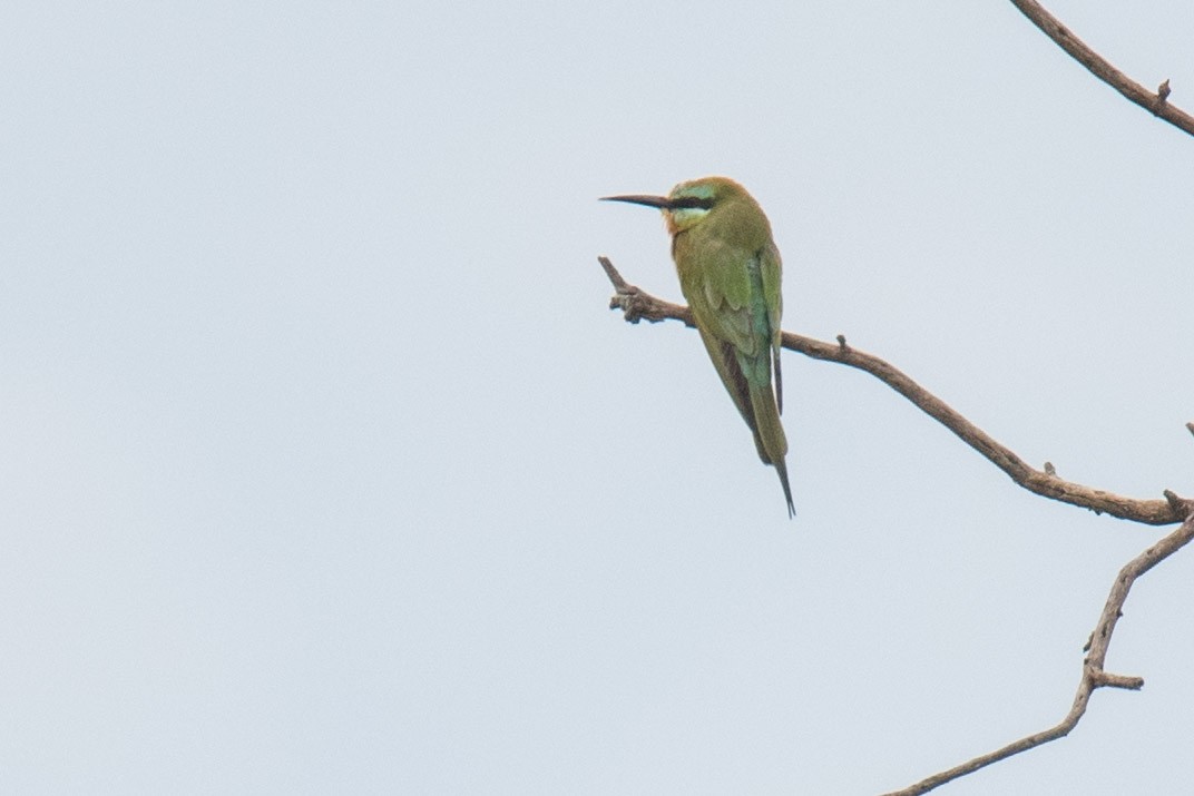 Blue-cheeked Bee-eater - ML342685671
