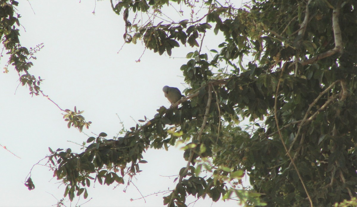 Blue-gray Tanager - ML342686841