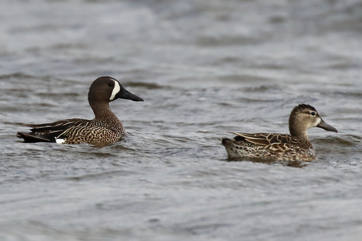 Blue-winged Teal - ML342690331