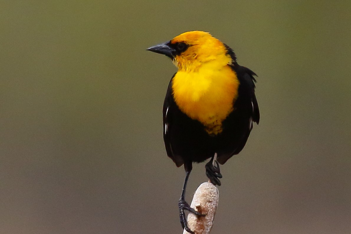 Yellow-headed Blackbird - ML342690651