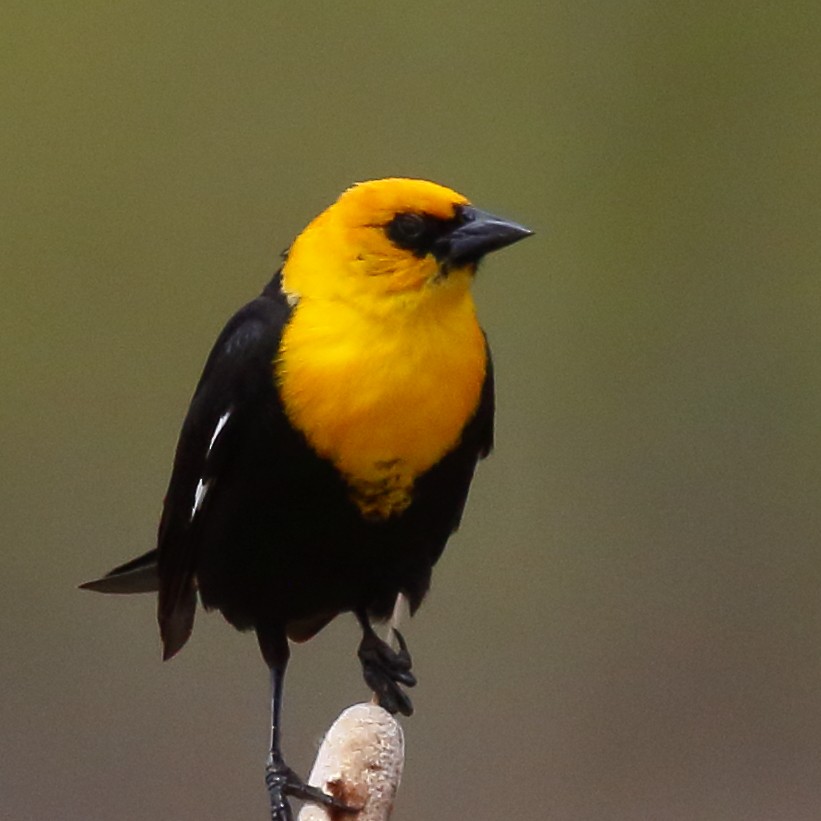 Yellow-headed Blackbird - Douglas Faulder