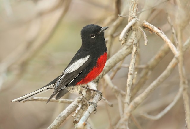 painted redstart