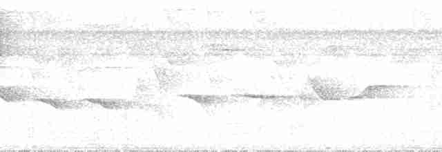 Conirostre marguerite - ML34270