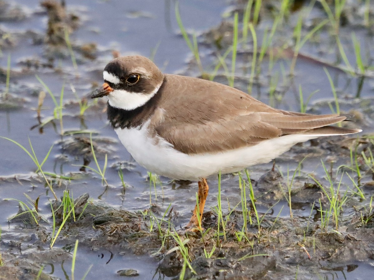 Semipalmated Plover - ML342702941