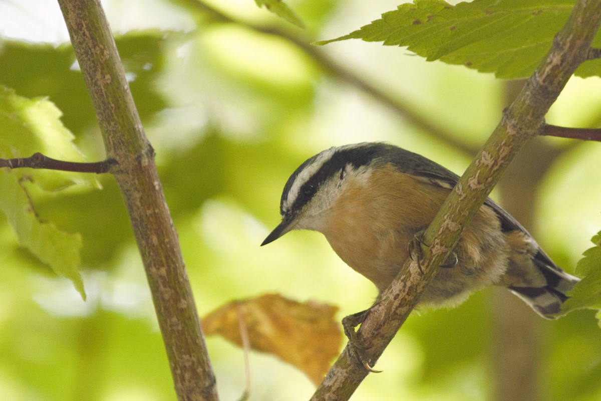 Red-breasted Nuthatch - Dominique Lavoie