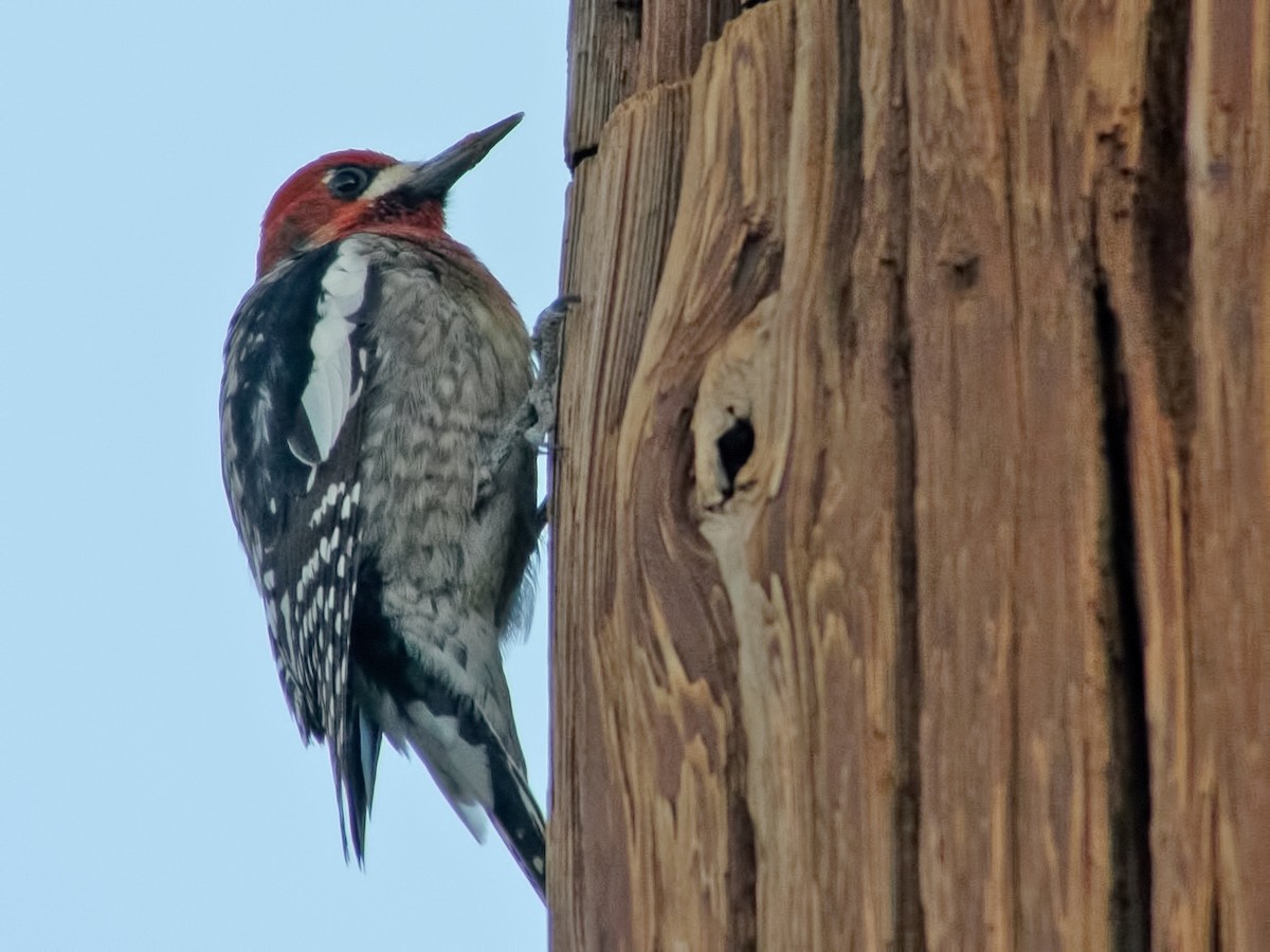 Red-breasted Sapsucker - ML34271041