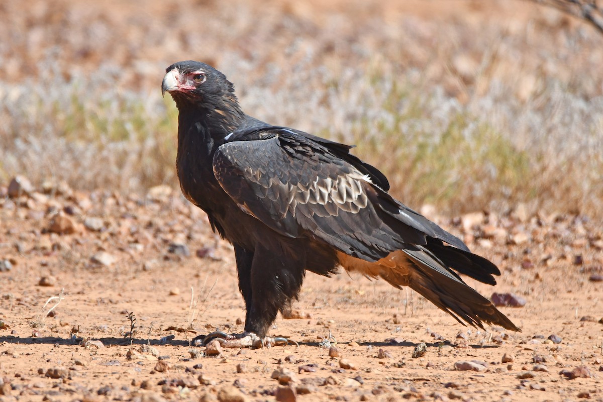 Wedge-tailed Eagle - Peter & Shelly Watts
