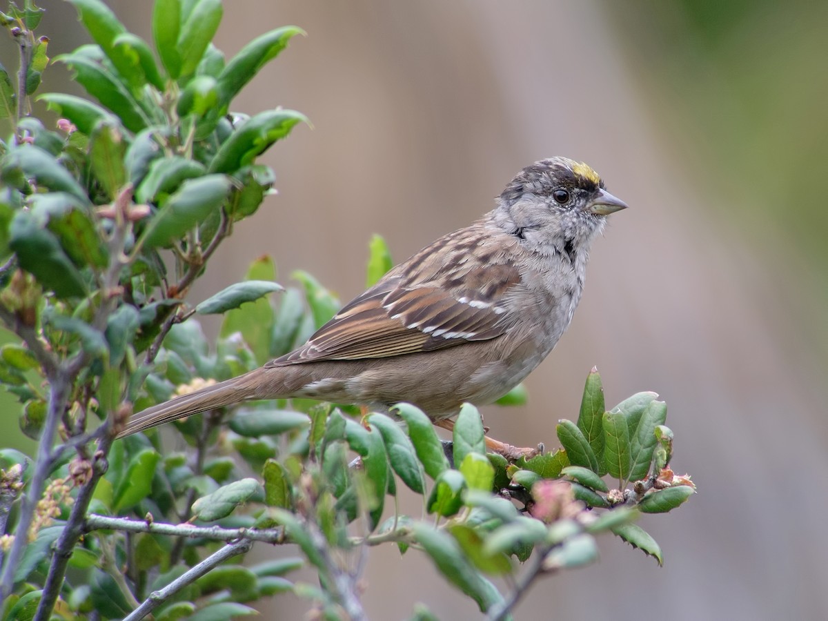 Golden-crowned Sparrow - ML34271191