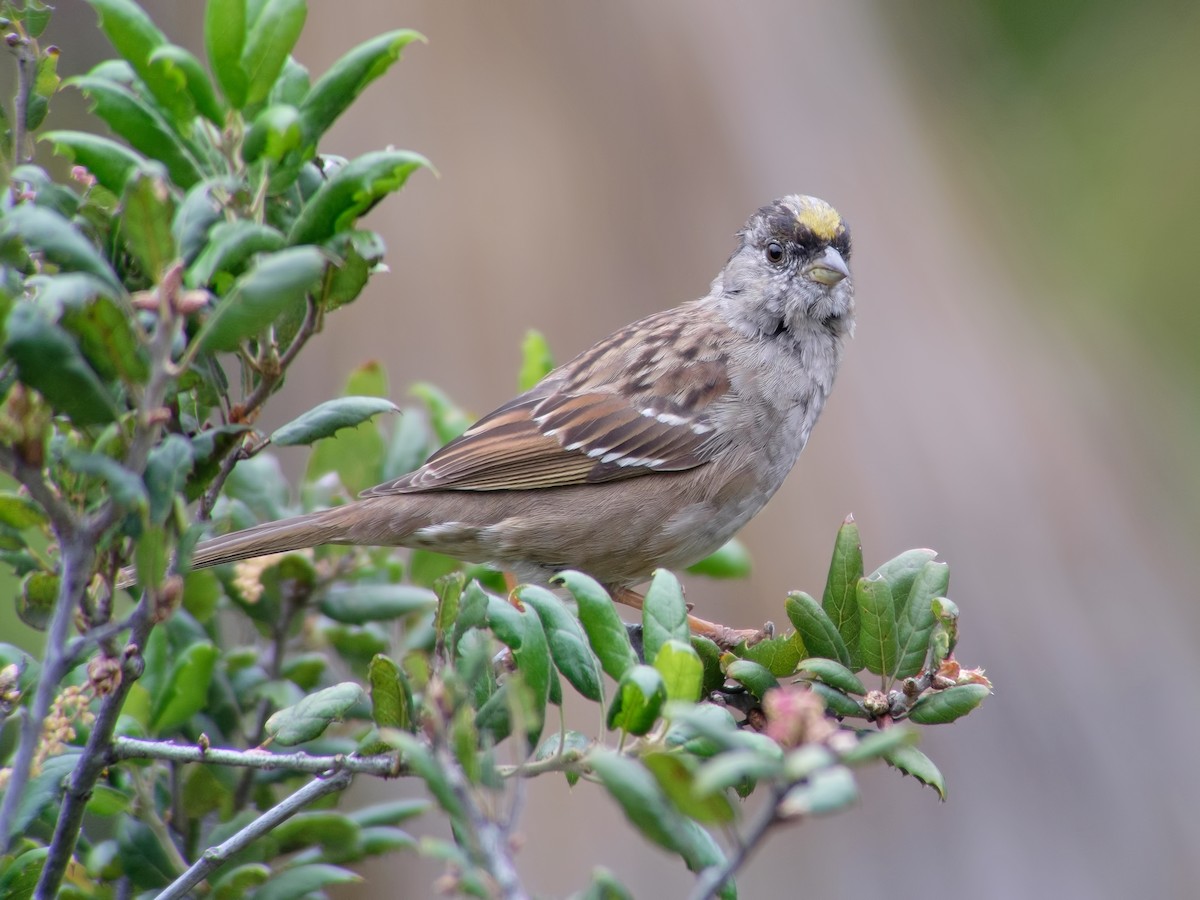 Golden-crowned Sparrow - ML34271201