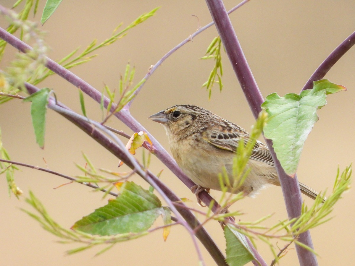 Grasshopper Sparrow - James Maley