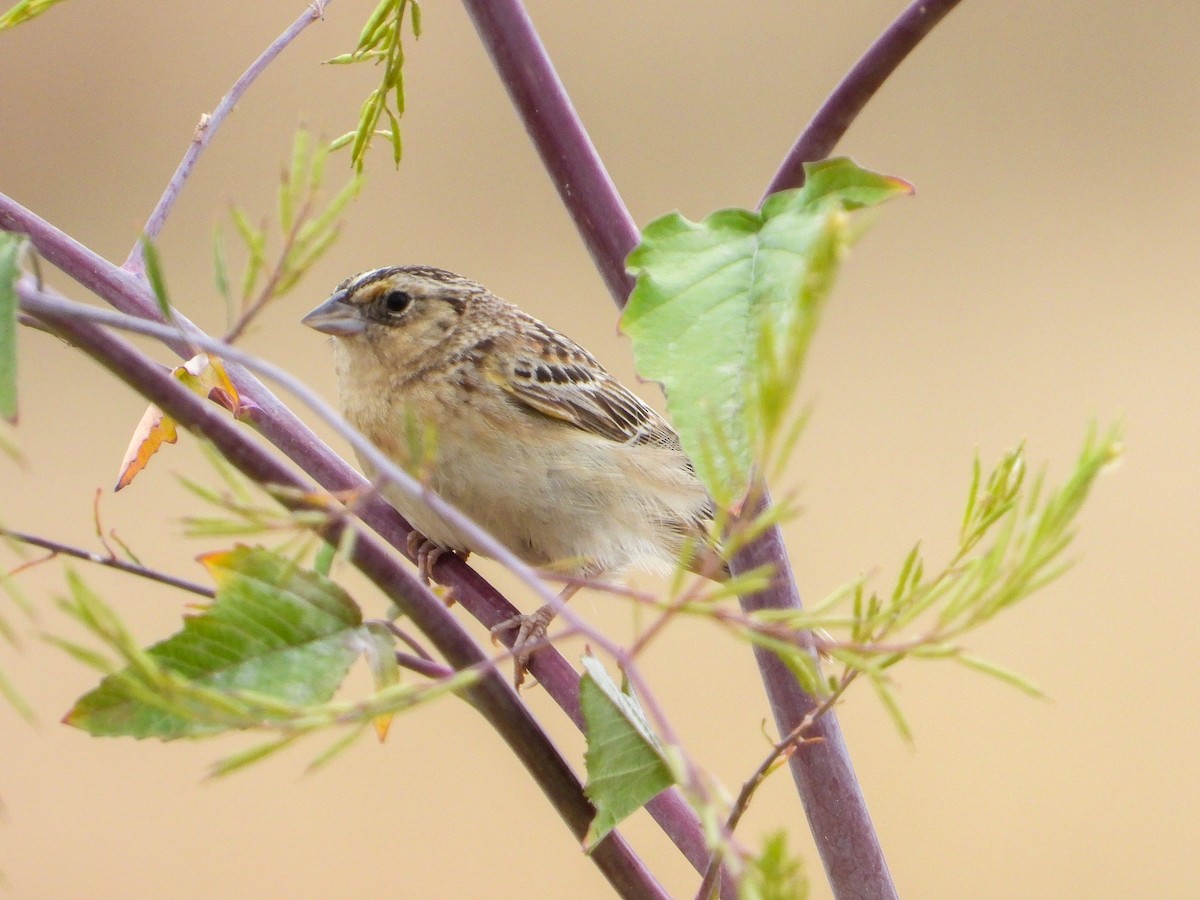 Grasshopper Sparrow - ML342713161