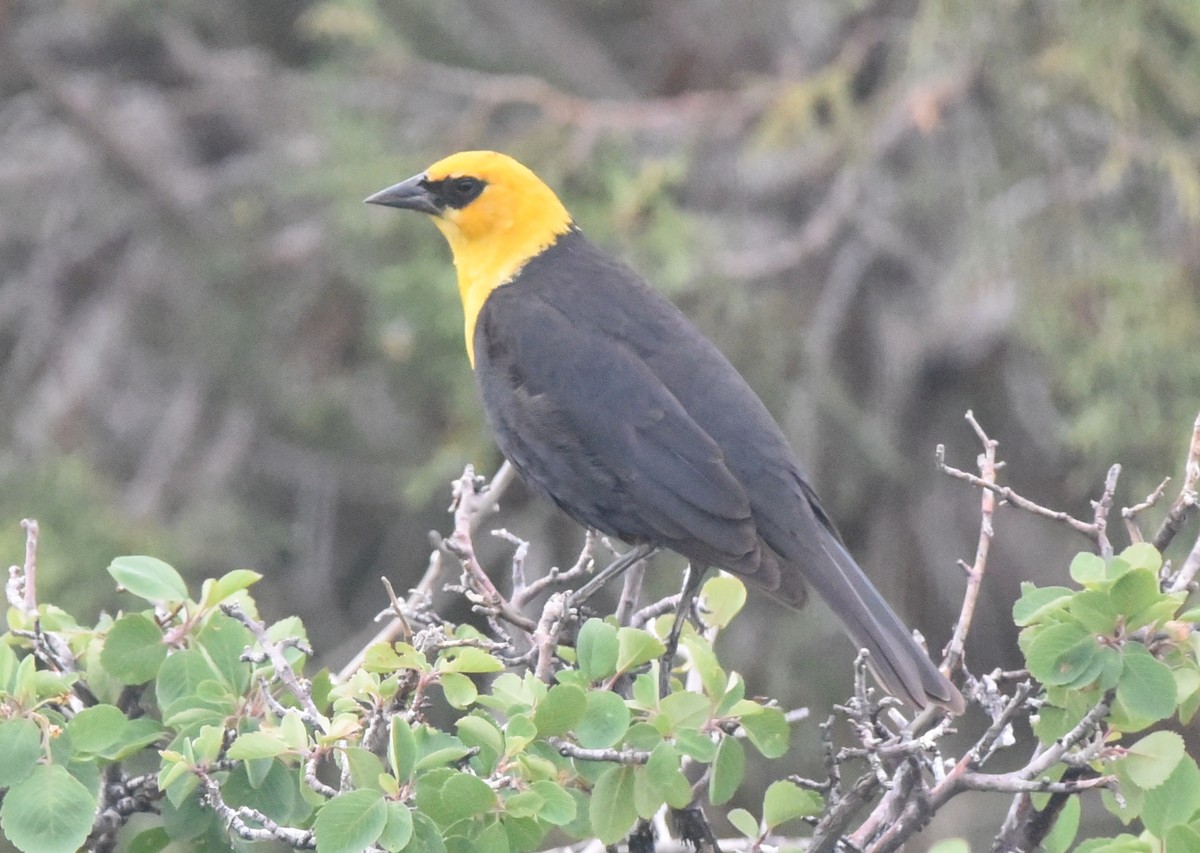 Yellow-headed Blackbird - Glenn Dunmire