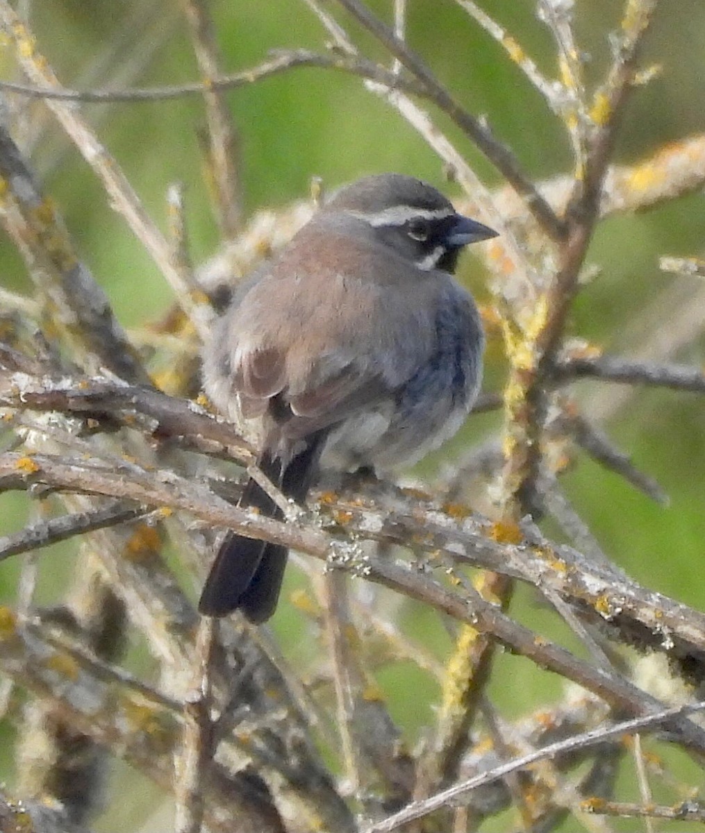 Black-throated Sparrow - ML342713881