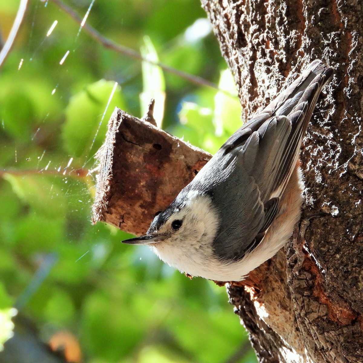 White-breasted Nuthatch - ML342717861