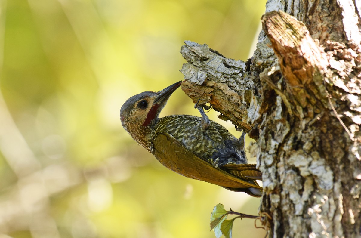 Gray-crowned Woodpecker - Ryan O'Donnell