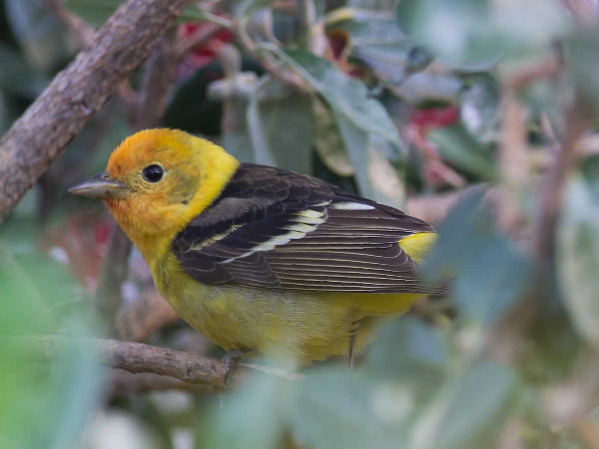 Western Tanager - ML34272421