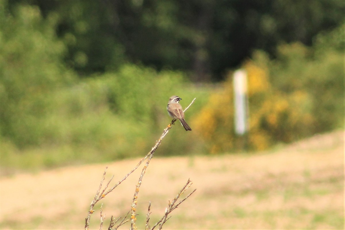 Black-throated Sparrow - ML342724821