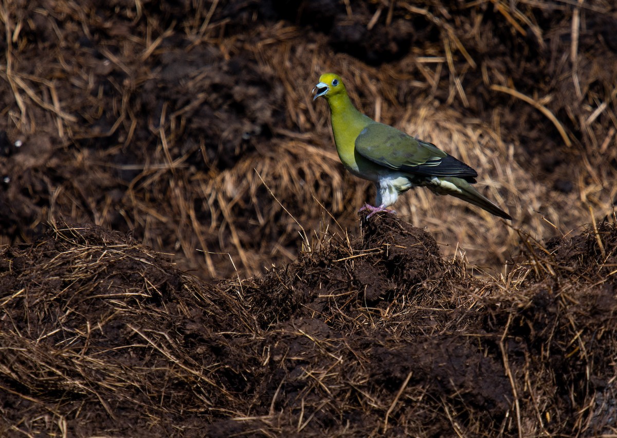White-bellied Green-Pigeon - ML342726041