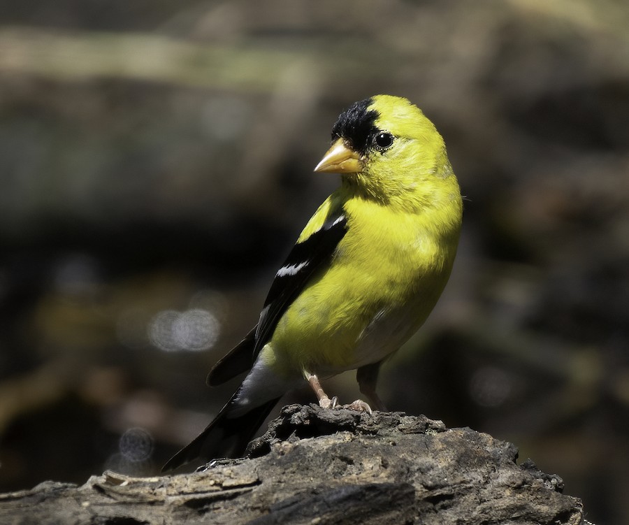 American Goldfinch