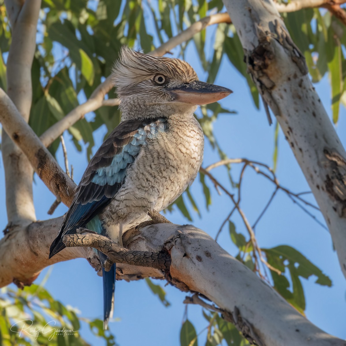 Blue-winged Kookaburra - Ricky Goodyear