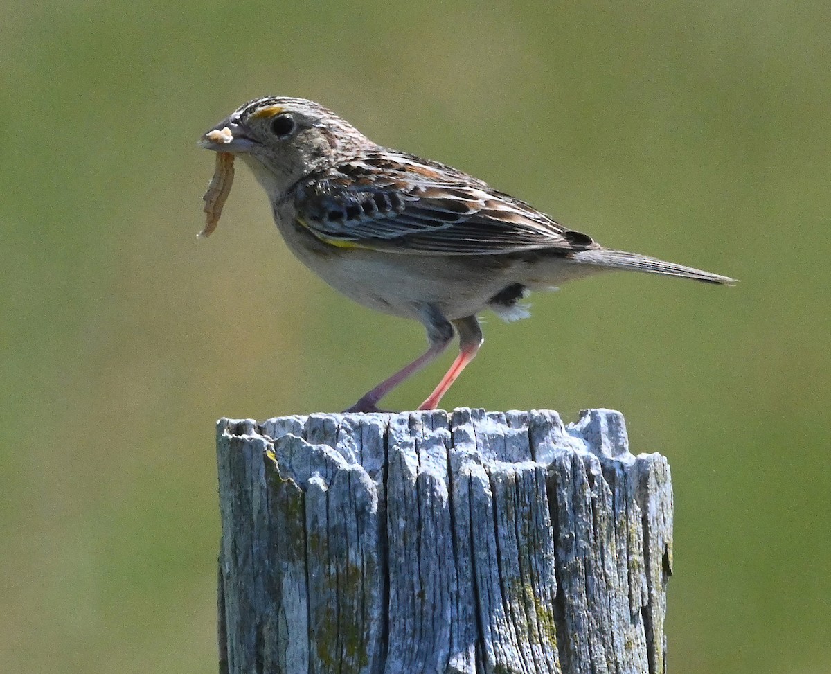 Grasshopper Sparrow - ML342728441