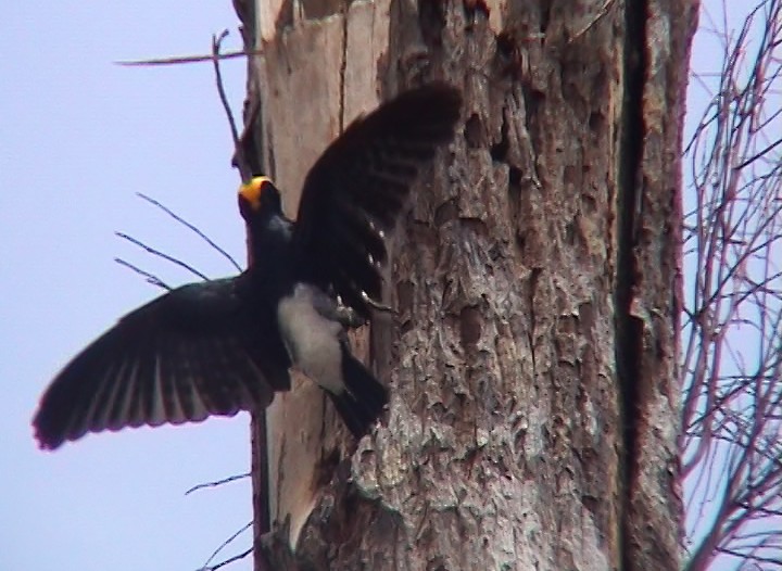 Yellow-tufted Woodpecker - Josep del Hoyo