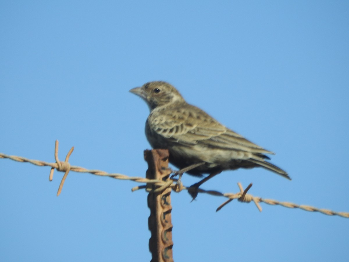 Gray-backed Sparrow-Lark - ML342738221