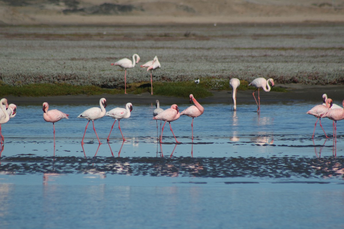 Lesser Flamingo - Joe Stokes Neustadt