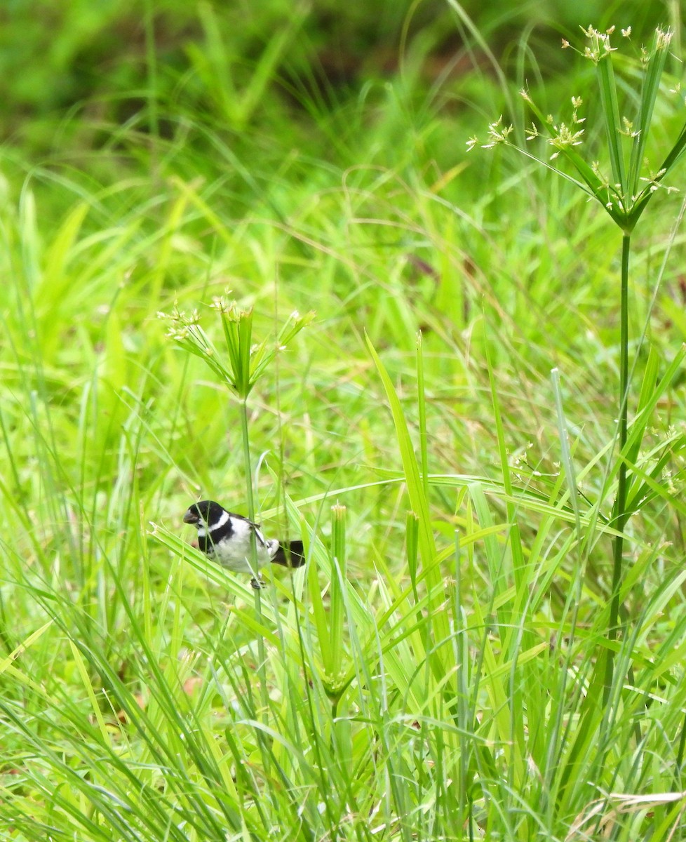 Variable Seedeater - ML342747691